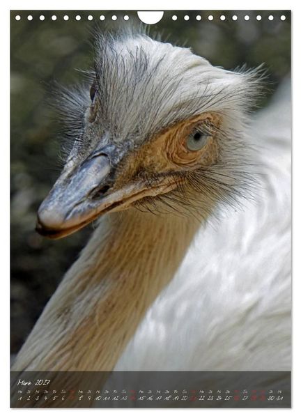 Produktbild: Nandu, Emu & Co. (Wandkalender 2027 DIN A4 hoch), CALVENDO Monatskalender