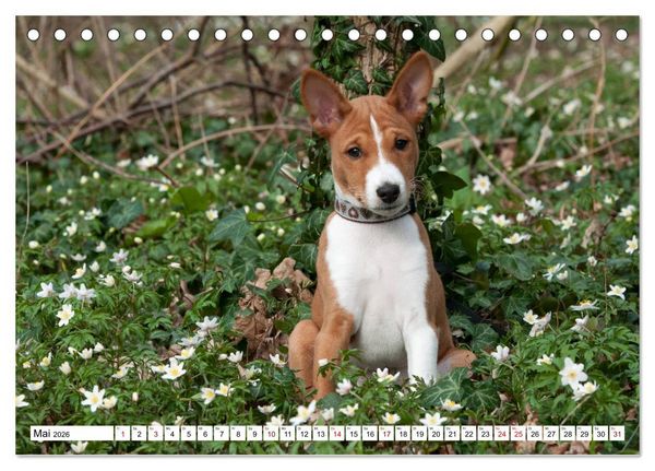 Produktbild: Wunderbare Basenji Welpenzeit (Tischkalender 2026 DIN A5 quer), CALVENDO Monatskalender
