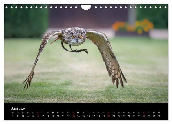 Produktbild: Sch&ouml;nheiten der L&uuml;fte - Greifv&ouml;gel (Wandkalender 2027 DIN A4 quer), CALVENDO Monatskalender