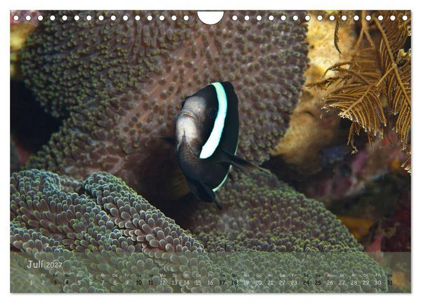 Produktbild: Anemonenfische - Streitbare Gesellen (Wandkalender 2027 DIN A4 quer), CALVENDO Monatskalender
