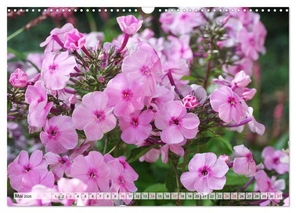 Produktbild: Es bl&uuml;ht im Sommer (Wandkalender 2026 DIN A3 quer), CALVENDO Monatskalender