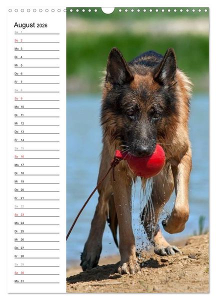 Produktbild: Deutscher Sch&auml;ferhund - unser bester Freund (Wandkalender 2026 DIN A3 hoch), CALVENDO Monatskalender