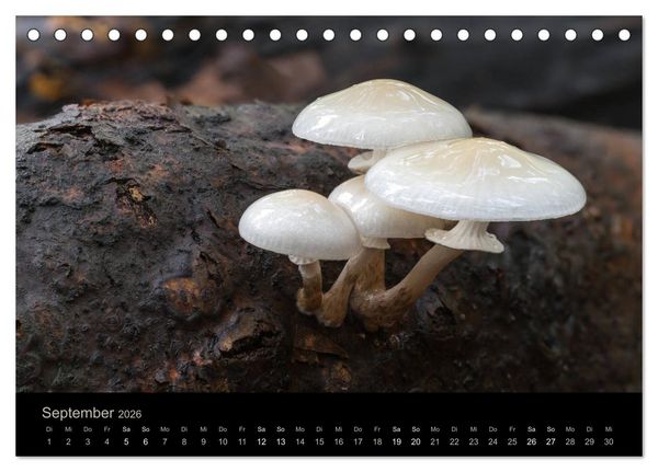 Produktbild: PILZE IM FOKUS 2026 (Tischkalender 2026 DIN A5 quer), CALVENDO Monatskalender