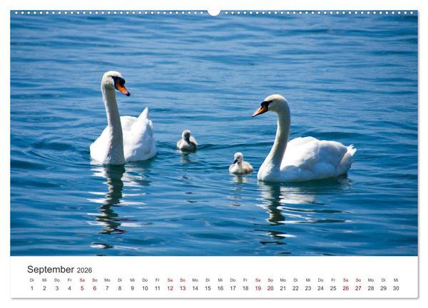 Produktbild: Schw&auml;ne - Prachtvolle Federkleider. (hochwertiger Premium Wandkalender 2026 DIN A2 quer), Kunstdruck in Hochglanz