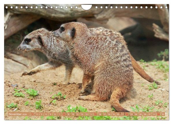 Produktbild: Erdm&auml;nnchen Familienbande (Wandkalender 2026 DIN A4 quer), CALVENDO Monatskalender