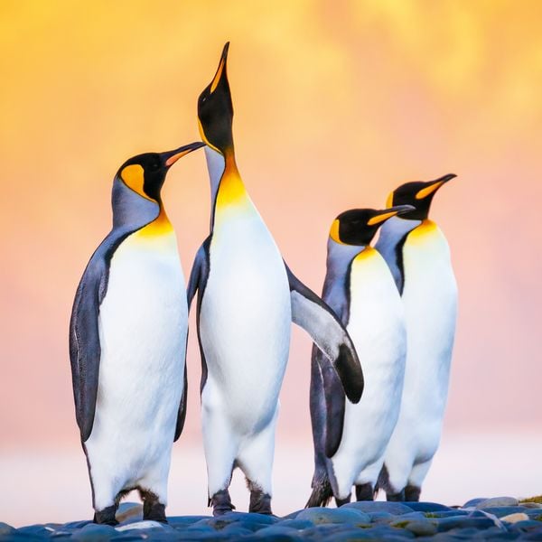 Produktbild: Penguins 2027