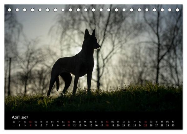 Produktbild: Belgische Sch&auml;ferhunde - Der Malinois im Licht (Tischkalender 2027 DIN A5 quer), CALVENDO Monatskalender