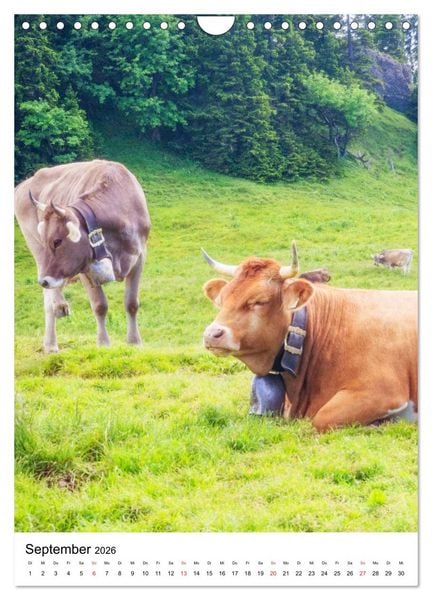 Produktbild: Allg&auml;u, Berge, Wiesen, Seen und K&uuml;he. (Wandkalender 2026 DIN A4 hoch), CALVENDO Monatskalender