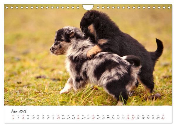 Produktbild: Aussie Welpen 2026 (Wandkalender 2026 DIN A4 quer), CALVENDO Monatskalender
