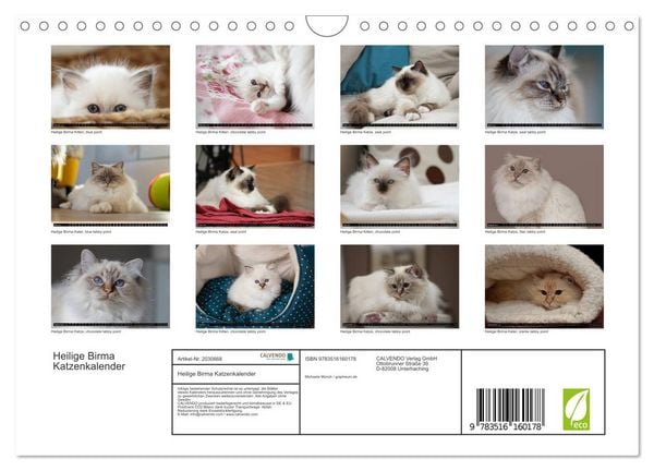 Produktbild: Heilige Birma Katzenkalender (Wandkalender 2026 DIN A4 quer), CALVENDO Monatskalender