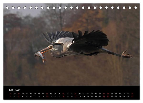 Produktbild: Aus dem Leben der Graureiher (Tischkalender 2026 DIN A5 quer), CALVENDO Monatskalender