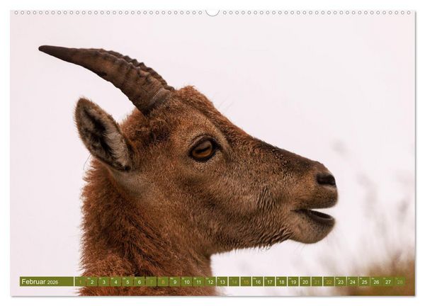 Produktbild: Steinb&ouml;cke am Niederhorn (Wandkalender 2026 DIN A2 quer), CALVENDO Monatskalender