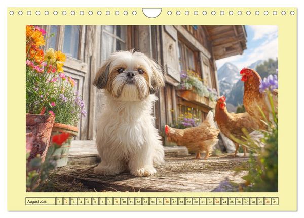 Produktbild: Shih Tzu Gl&uuml;ck. Zauberhafte Hunde im alpinen Wandergl&uuml;ck (Wandkalender 2026 DIN A4 quer), CALVENDO Monatskalender