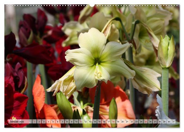 Produktbild: Amaryllis-Bl&uuml;ten (Wandkalender 2026 DIN A2 quer), CALVENDO Monatskalender