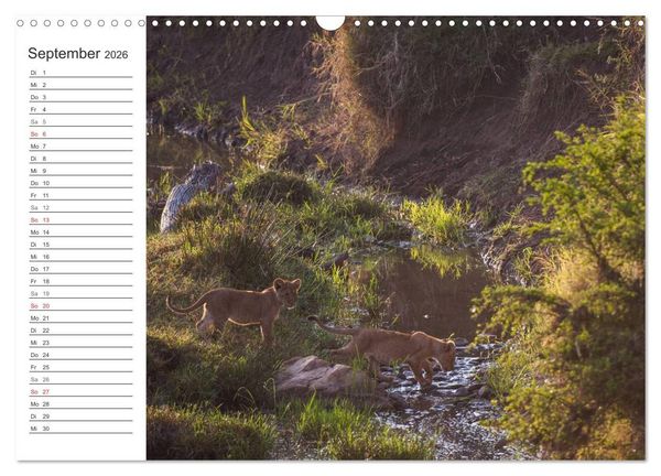 Produktbild: Emotionale Momente: L&ouml;wenbabys - so s&uuml;&szlig;. (Wandkalender 2026 DIN A3 quer), CALVENDO Monatskalender