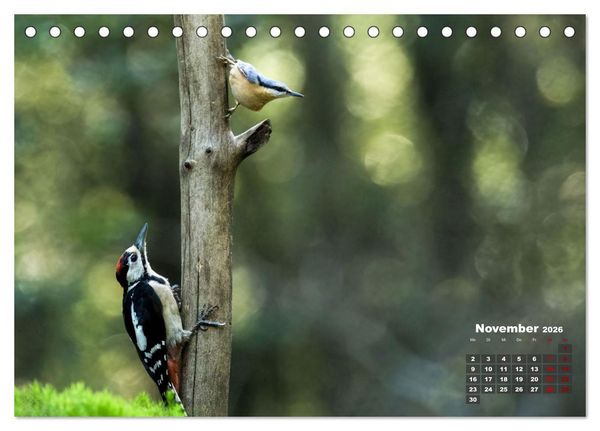 Produktbild: V&ouml;gel in heimischen W&auml;ldern (Tischkalender 2026 DIN A5 quer), CALVENDO Monatskalender