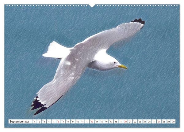 Produktbild: Schottlands Vogelwelt - Ein Portr&auml;t in Zeichnungen (hochwertiger Premium Wandkalender 2026 DIN A2 quer), Kunstdruck in Hochglanz