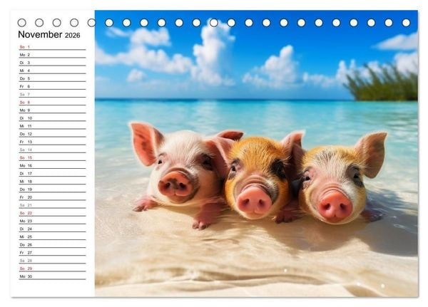 Produktbild: Schweinereien in der Karibik. Sonne und Spa&szlig; mit schwimmenden Schweinen (Tischkalender 2026 DIN A5 quer), CALVENDO Monatskalender