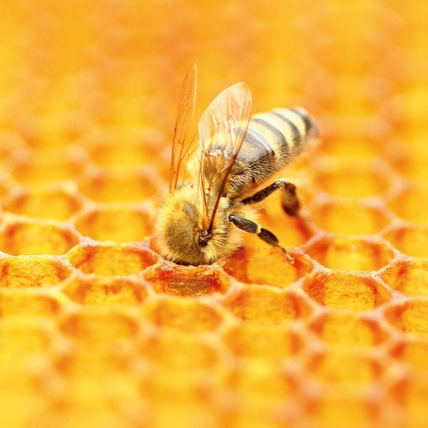 Produktbild: Bienen / Bees 2027