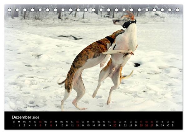 Produktbild: Whippets in Aktion (Tischkalender 2026 DIN A5 quer), CALVENDO Monatskalender