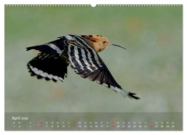 Produktbild: Wiedehopf (hochwertiger Premium Wandkalender 2026 DIN A2 quer), Kunstdruck in Hochglanz