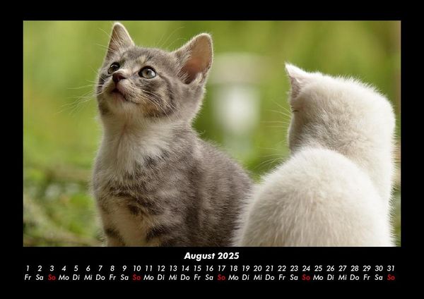 Produktbild: F&uuml;r Katzenfreunde 2025 Fotokalender DIN A3