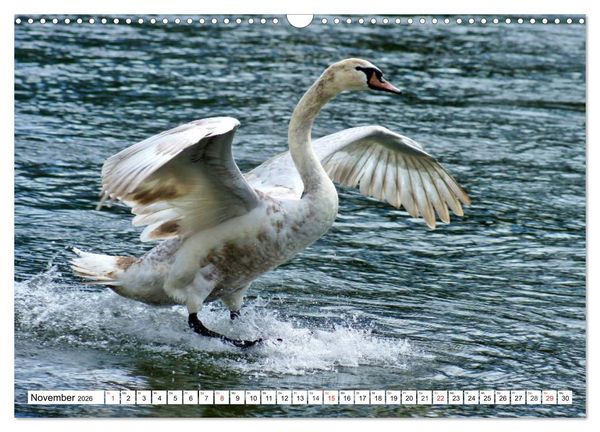 Produktbild: Elegante Schw&auml;ne (Wandkalender 2026 DIN A3 quer), CALVENDO Monatskalender