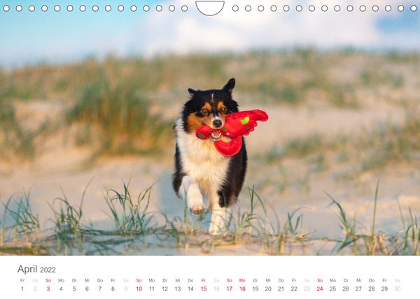 Produktbild: Australian Shepherd 2022 (Wandkalender 2022 DIN A4 quer)
