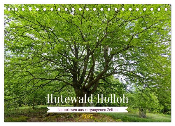 Produktbild: Hutewald Halloh - Baumriesen aus vergangenen Zeiten (Tischkalender 2027 DIN A5 quer), CALVENDO Monatskalender