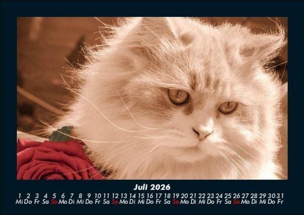 Produktbild: F&uuml;r Katzenfreunde 2026 Fotokalender DIN A5