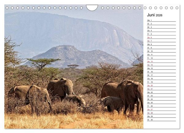 Produktbild: Elefanten . Wildlife in Kenia (Wandkalender 2026 DIN A4 quer), CALVENDO Monatskalender