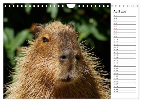 Produktbild: Faszinierende Tierportraits (Wandkalender 2026 DIN A4 quer), CALVENDO Monatskalender