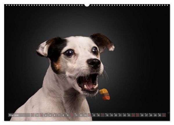 Produktbild: Fang das Leckerlie (Wandkalender 2026 DIN A2 quer), CALVENDO Monatskalender