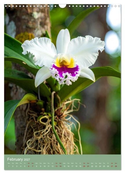 Produktbild: Cattleya - Breeder's Pride (Wall Calendar 2027 DIN A3 portrait), CALVENDO 12 Month Wall Calendar