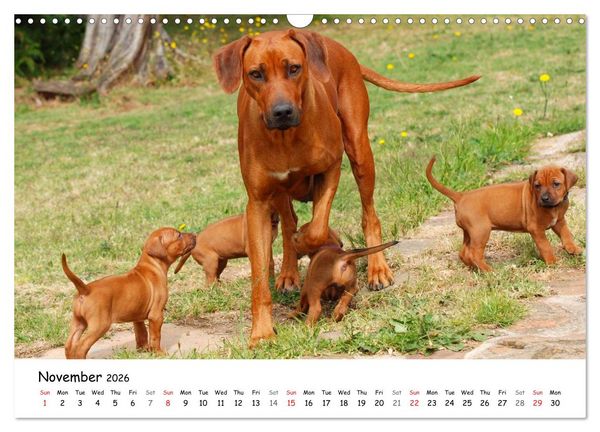 Produktbild: Rhodesian Ridgebacks (Wall Calendar 2026 DIN A3 landscape), CALVENDO 12 Month Wall Calendar