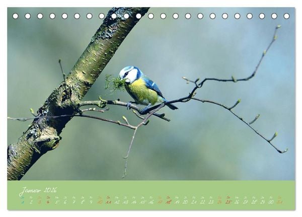 Produktbild: Die Blaumeise, Gast in unserem Garten (Tischkalender 2026 DIN A5 quer), CALVENDO Monatskalender