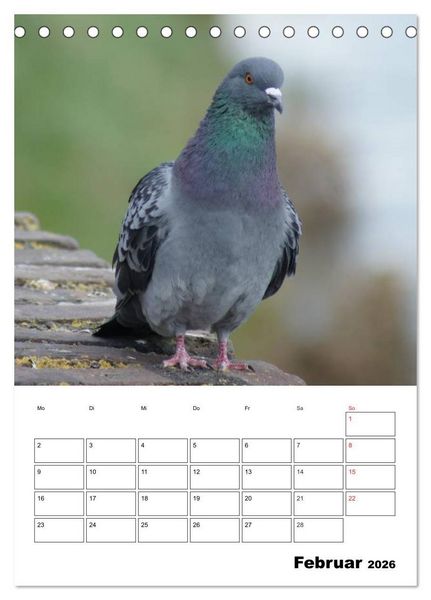 Produktbild: Tauben Terminplaner (Tischkalender 2026 DIN A5 hoch), CALVENDO Monatskalender