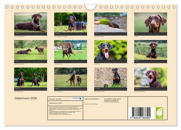 Produktbild: Dobermann 2026 (Wandkalender 2026 DIN A4 quer), CALVENDO Monatskalender
