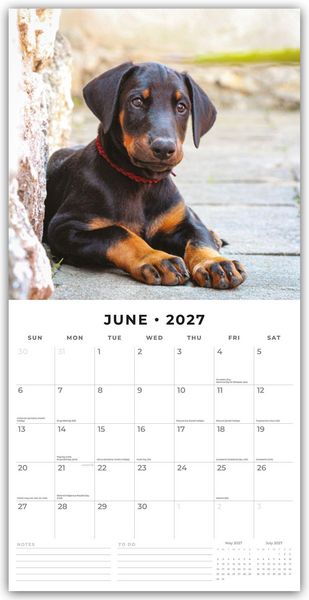 Produktbild: Dobermans &ndash; Dobermann 2027 &ndash; 16-Monatskalender