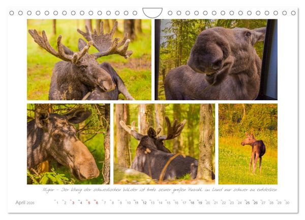 Produktbild: Sehnsucht Schweden - Elche, Natur und Urlaubstr&auml;ume (Wandkalender 2026 DIN A4 quer), CALVENDO Monatskalender