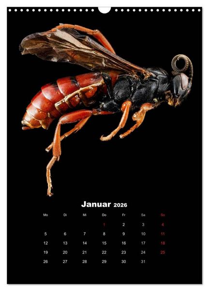 Produktbild: Schillernde Insektenwelt (Wandkalender 2026 DIN A3 hoch), CALVENDO Monatskalender