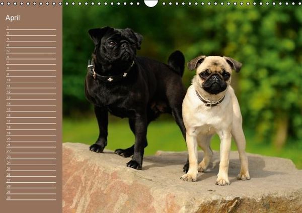 Produktbild: Ein Mops f&uuml;rs Herz (Wandkalender immerw&auml;hrend DIN A3 quer)