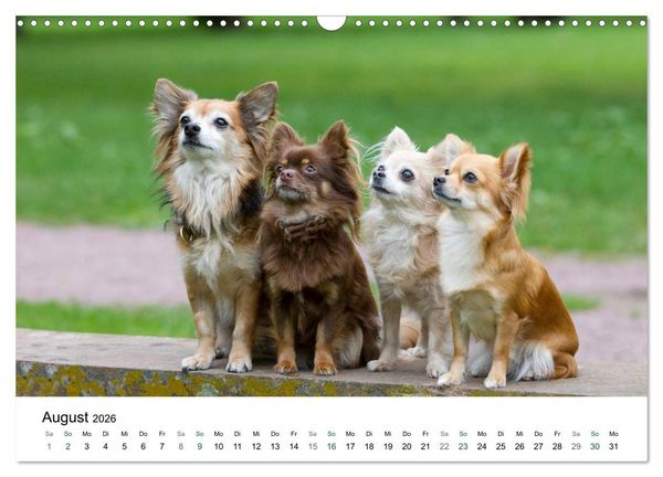 Produktbild: Chihuahuas - kleine Herzensbrecher (Wandkalender 2026 DIN A3 quer), CALVENDO Monatskalender