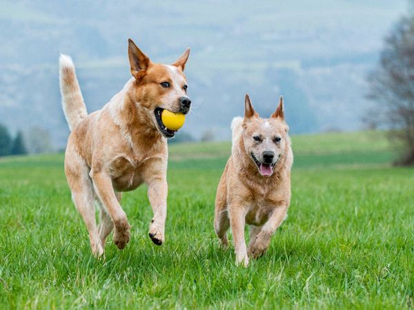 Produktbild: CALVENDO Puzzle Ein Motiv aus dem Kalender Power auf 4 Pfoten. Australian Cattle Dog | 1000 Teile Lege-Gr&ouml;&szlig;e 64x48cm Foto-Puzzle f&uuml;r gl&uuml;ckliche Stunden