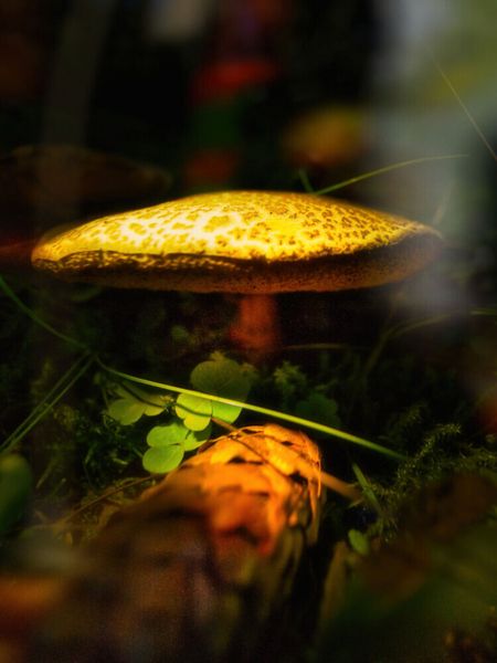 Produktbild: CALVENDO Puzzle Das Besondere sehen | 1000 Teile Lege-Gr&ouml;&szlig;e 64x48cm Foto-Puzzle f&uuml;r gl&uuml;ckliche Stunden