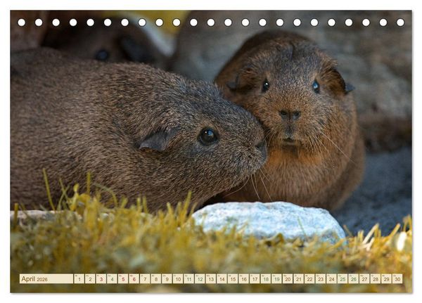 Produktbild: MEERSCHWEINCHEN neugierig - s&uuml;&szlig; - liebenswert (Tischkalender 2026 DIN A5 quer), CALVENDO Monatskalender