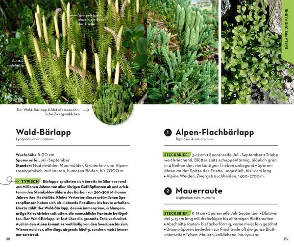 Produktbild: Basic Alpenblumen