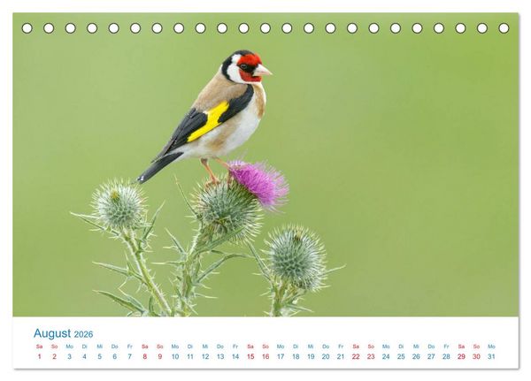 Produktbild: Singv&ouml;gel - 12 Arten im Garten (Tischkalender 2026 DIN A5 quer), CALVENDO Monatskalender