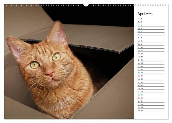 Produktbild: Karton Katzen (hochwertiger Premium Wandkalender 2026 DIN A2 quer), Kunstdruck in Hochglanz