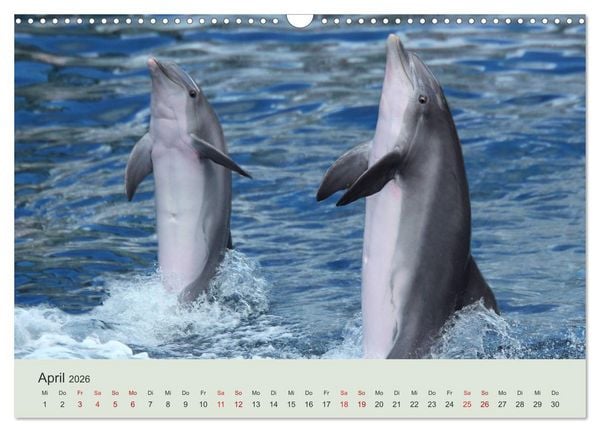 Produktbild: Die Welt der Delphine (Wandkalender 2026 DIN A3 quer), CALVENDO Monatskalender